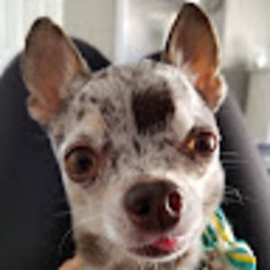 Meet your Posher, Shane